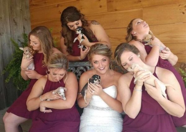 bridesmaids walked down the aisle carrying puppies