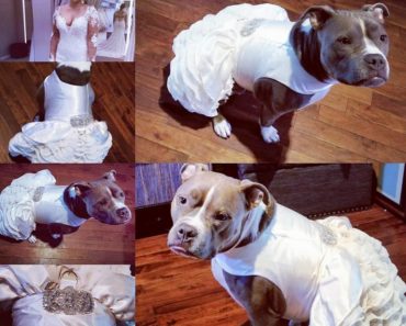 dog wears wedding dress