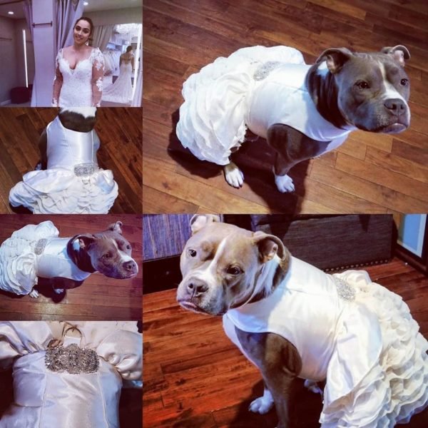 dog wears wedding dress